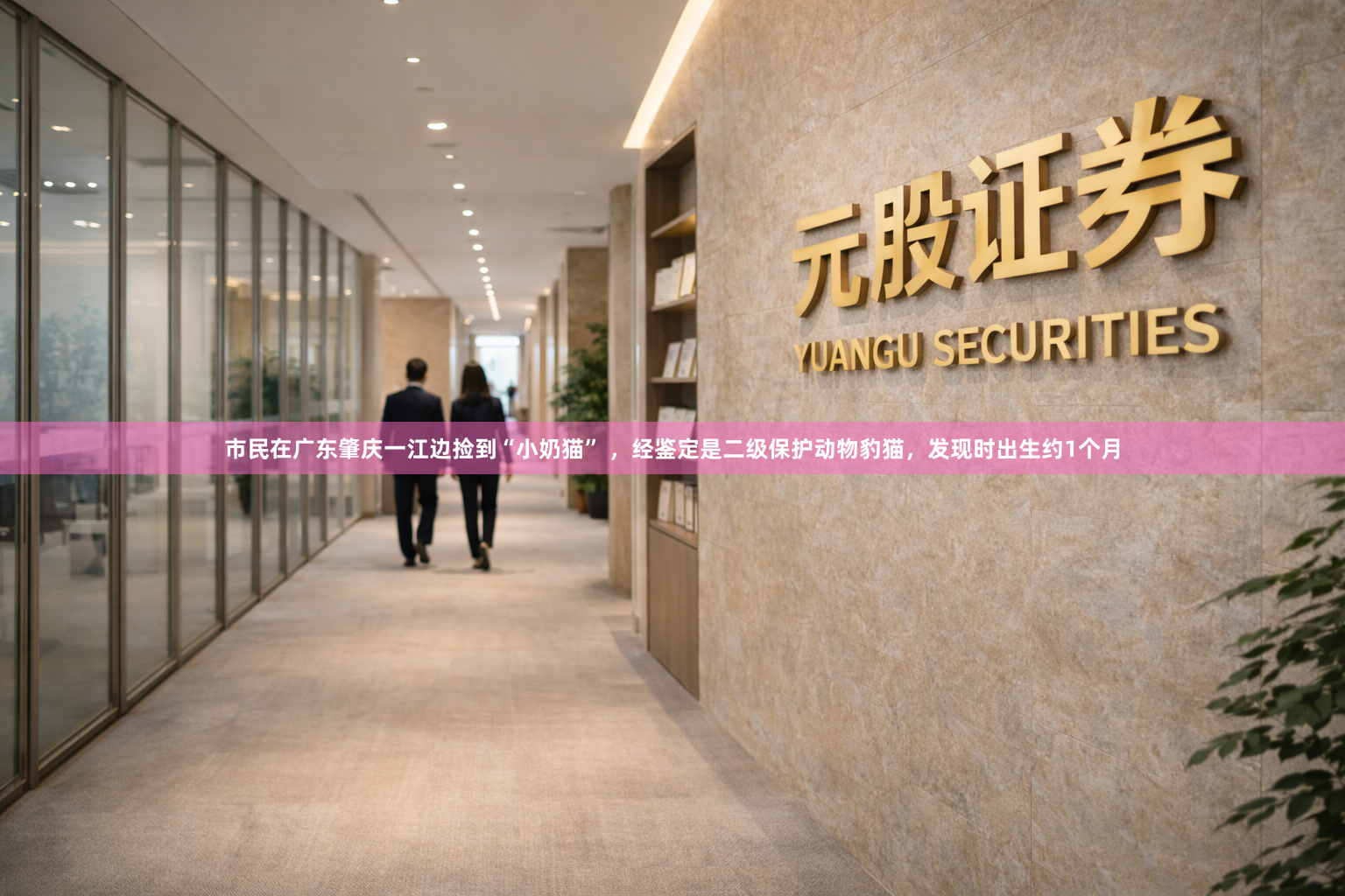 市民在广东肇庆一江边捡到“小奶猫” ，经鉴定是二级保护动物豹猫，发现时出生约1个月